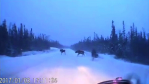 Watch This Canadian Driver Avoid Four Moose