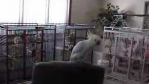 Hardcore Cockatoo Dances To Queen’s “Another One Bites The Dust”